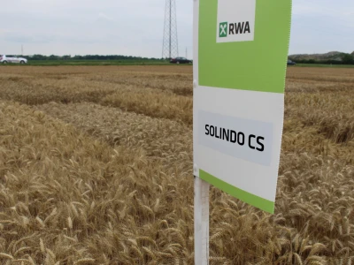 RWA Solindo pobjednik u pokusu kombinata Belje d.d. - prinos 9.910 kg po hektaru