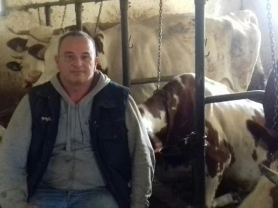 Ivica u staji