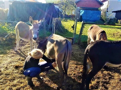 S pčela na magarce
