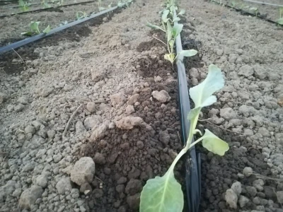 Sadnja kupusa u dolini Neretve