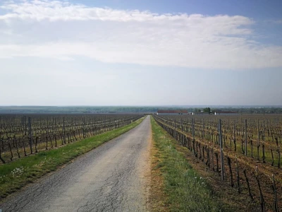 Sadnja novih nasada vinove loze u Erdutskim vinogradima