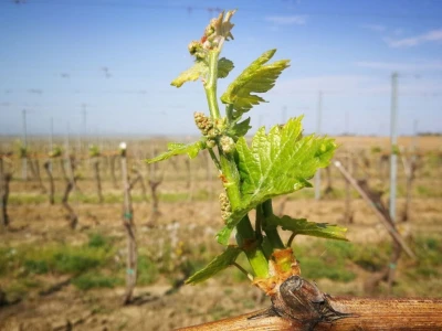 Sadnja novih nasada vinove loze u Erdutskim vinogradima