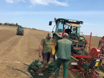 Sadnja novih nasada vinove loze u Erdutskim vinogradima