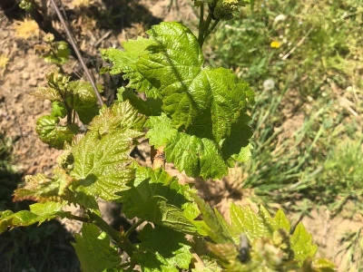 Sadnja novih nasada vinove loze u Erdutskim vinogradima