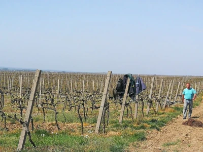 Sadnja novih nasada vinove loze u Erdutskim vinogradima