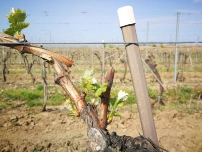 Sadnja novih nasada vinove loze u Erdutskim vinogradima
