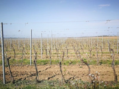 Sadnja novih nasada vinove loze u Erdutskim vinogradima