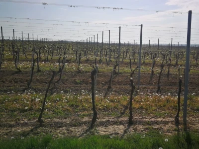 Sadnja novih nasada vinove loze u Erdutskim vinogradima