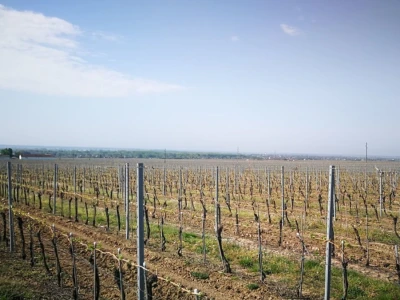 Sadnja novih nasada vinove loze u Erdutskim vinogradima