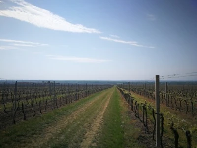 Sadnja novih nasada vinove loze u Erdutskim vinogradima