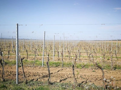Sadnja novih nasada vinove loze u Erdutskim vinogradima