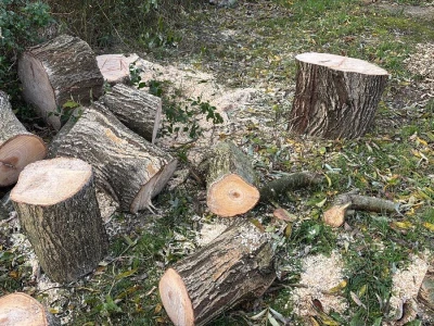 Sadnja pravog stabla na pravom mjestu i na pravi način smanjuje štetu