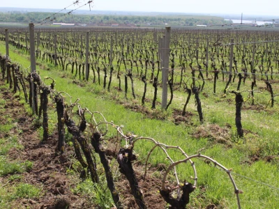Sadnja vinograda