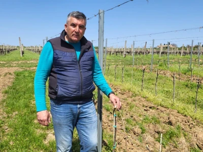 Sadnja vinograda