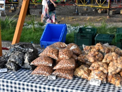 Sajam malih OPG-ova na Rivi u Zadru