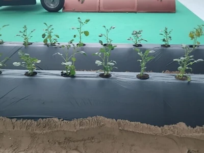 Sajam u Riminiju, Macfrut 2024