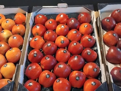 Sajam u Riminiju, Macfrut 2024