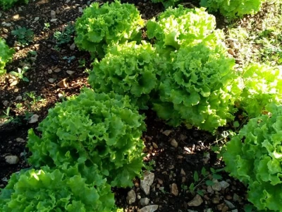 salata
