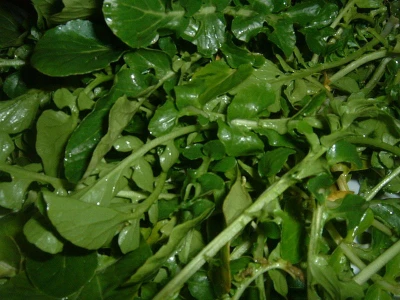 Sve se više traži salata potočarka