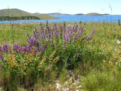 Salvia Kornati