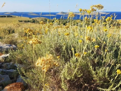 Salvia Kornati