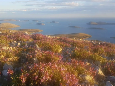 Salvia Kornati