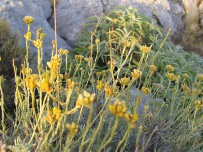Salvia Kornati