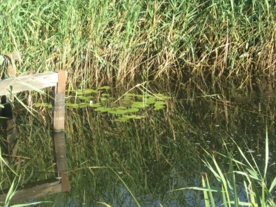 Sam napravio vlastito jezero - vratio laste, kornjače, mlakuše