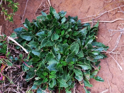 Samonikle priobalne biljke otpornije na klimatske promjene i štetnike