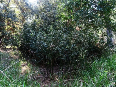 Samonikle priobalne biljke otpornije na klimatske promjene i štetnike