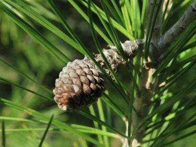 Samonikle priobalne biljke otpornije na klimatske promjene i štetnike