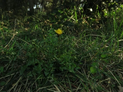 Samonikle priobalne biljke otpornije na klimatske promjene i štetnike