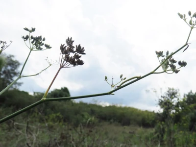 Samonikle priobalne biljke otpornije na klimatske promjene i štetnike