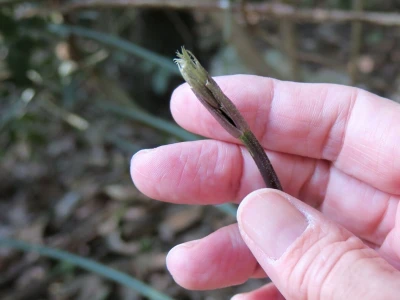 Samonikle priobalne biljke otpornije na klimatske promjene i štetnike