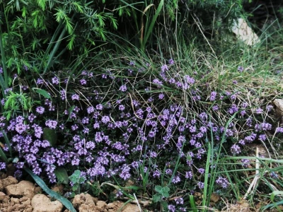 Samonikle priobalne biljke otpornije na klimatske promjene i štetnike