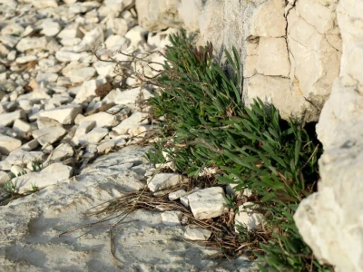 Samonikle priobalne biljke otpornije na klimatske promjene i štetnike