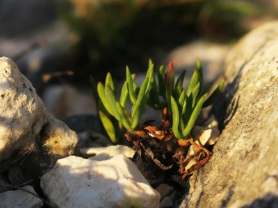 Samonikle priobalne biljke otpornije na klimatske promjene i štetnike