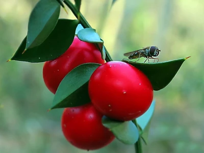 Samonikle priobalne biljke otpornije na klimatske promjene i štetnike