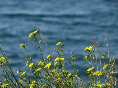 Samonikle priobalne biljke otpornije na klimatske promjene i štetnike