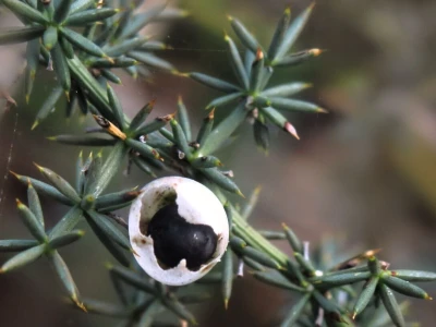 Samonikle priobalne biljke otpornije na klimatske promjene i štetnike
