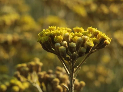 Samonikle priobalne biljke otpornije na klimatske promjene i štetnike