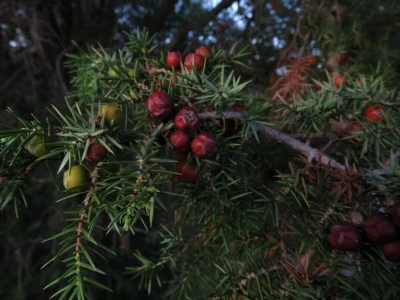 Samonikle priobalne biljke otpornije na klimatske promjene i štetnike