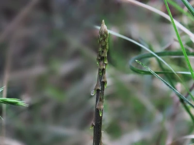 Samonikle priobalne biljke otpornije na klimatske promjene i štetnike