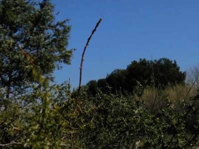 Samonikle priobalne biljke otpornije na klimatske promjene i štetnike