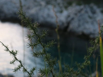 Samonikle priobalne biljke otpornije na klimatske promjene i štetnike