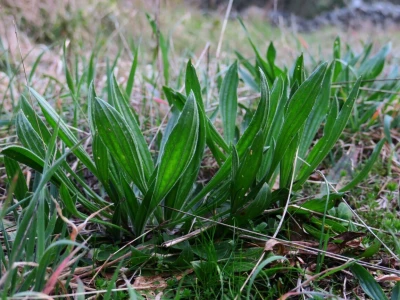 Samonikle priobalne biljke otpornije na klimatske promjene i štetnike