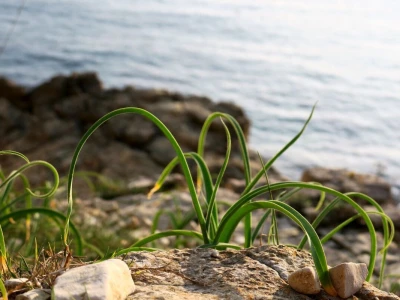 Samonikle priobalne biljke otpornije na klimatske promjene i štetnike