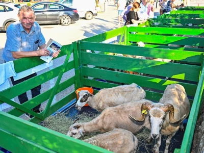 Šampionsko zvono 24. izložbe paške ovce i paškog sira odlazi u Kolan