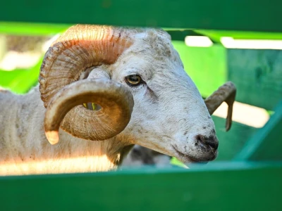 Šampionsko zvono 24. izložbe paške ovce i paškog sira odlazi u Kolan