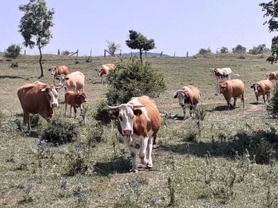 Savez simentalaca